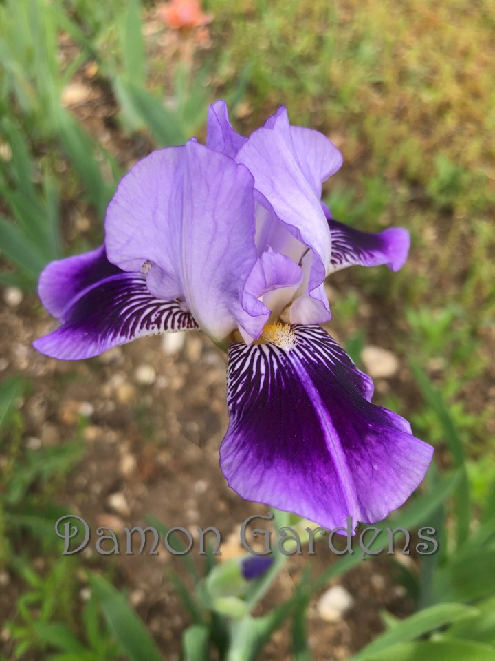 Iris Dividing Line